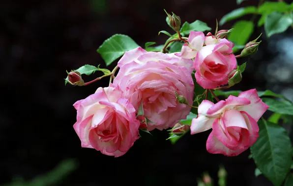 Picture flowers, the dark background, roses, pink, buds