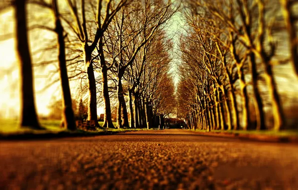 Road, trees, tree, road, alley, alley, alley