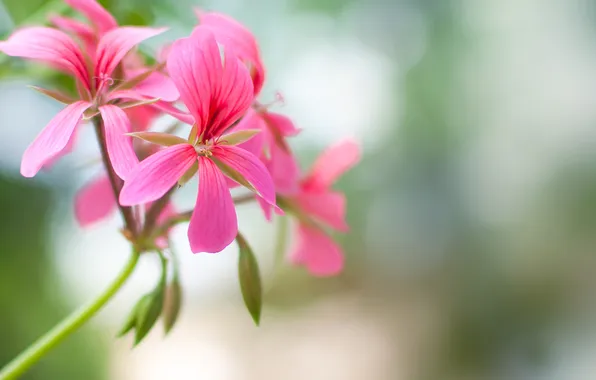 Picture pink, flowers, buds, geranium, inflorescence