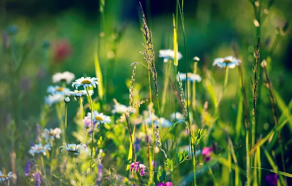 Picture grass, chamomile, spikelets, meadow, wildflowers