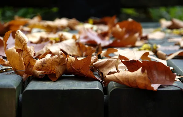 Autumn, leaves, macro, photo, mood, foliage, leaf, leaves