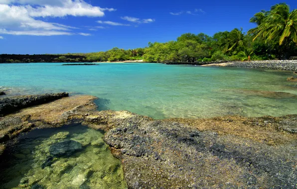 The sky, water, landscape, nature, stones, palm trees, the ocean, shore