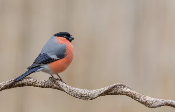 Branch, wildlife, bullfinch. bird