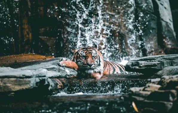 Tiger, Relax, Water, Cat, Stones, Drops