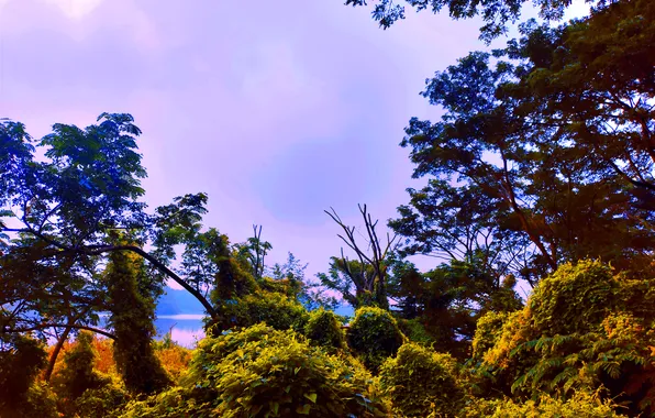 Clouds, Water, Sunrise, Dawn, Morning, Lake, Trees, First Light
