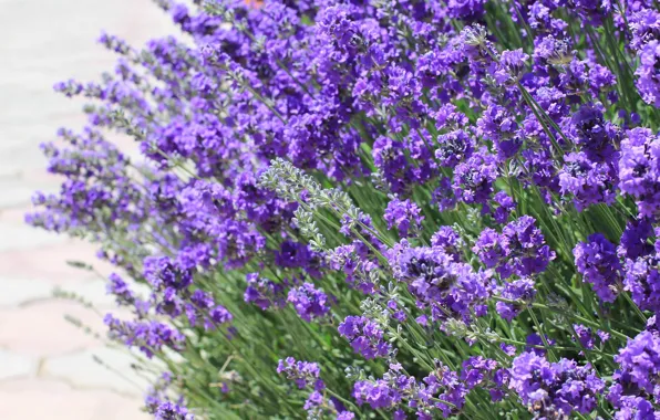 Picture summer, background, lavender