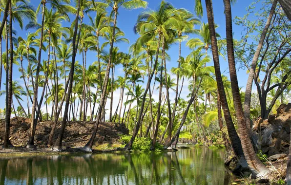 The sky, reflection, river, palm trees, Hawaii, hawaii