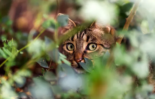 Greens, cat, eyes, cat, look, face, leaves, branches