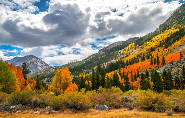 Autumn, forest, the sky, grass, clouds, trees, landscape, mountains