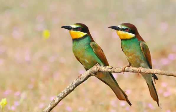 Picture birds, branch, Golden bee-eater, pouloudi