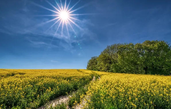 Road, the sun, blue, rape, rapeseed field