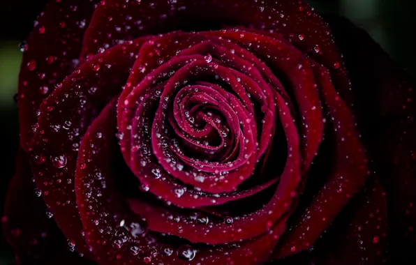 Picture drops, macro, rose, petals