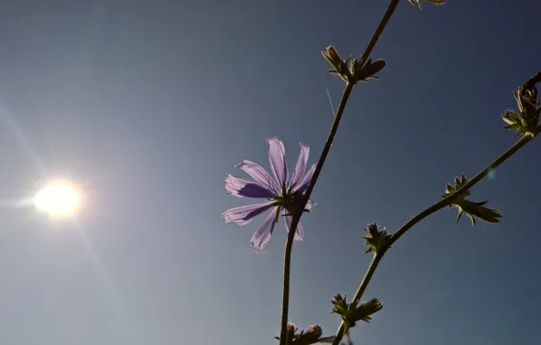 Picture summer, sunshine, flower, sun, bloom, stalk