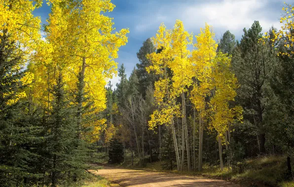 Road, autumn, forest, Colorado, USA, Aspen