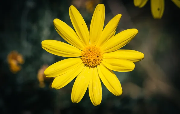 Picture flower, yellow, petals