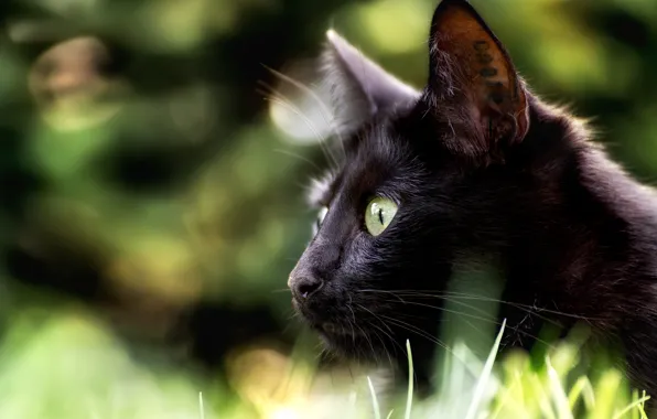 Picture cat, look, muzzle, profile, bokeh, black cat