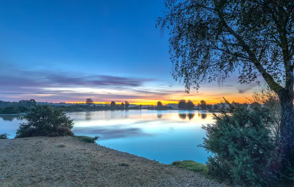 Blue, tree, shore, the bushes, pond