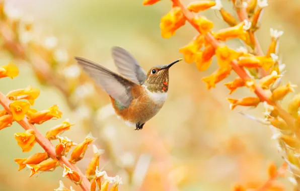 Picture flight, flowers, yellow, bird, Hummingbird, bird, wings, yellow background