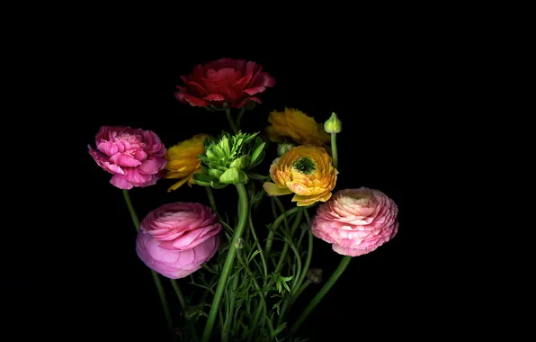Picture light, Wallpaper, shadow, bouquet, petals, stem