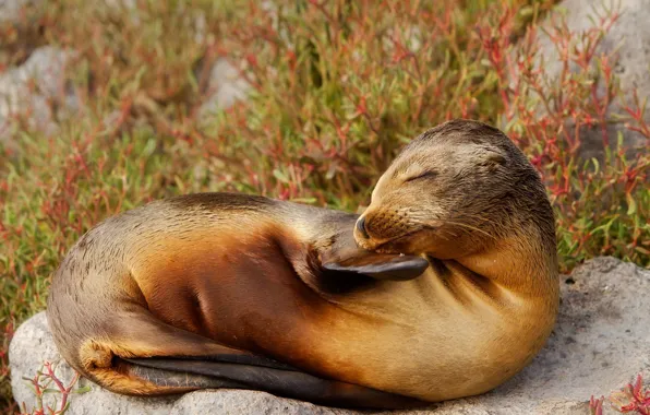 Nature, Ecuador, sea lion, The Galapagos Islands