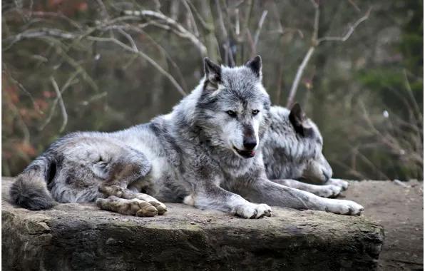 Picture nature, predator, animal, wolf, wildlife, portrait., Canis lupus. face • wolf • portrait • predator
