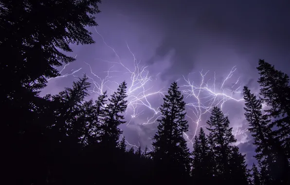 Picture the storm, forest, the sky, trees, night, zipper, silhouettes