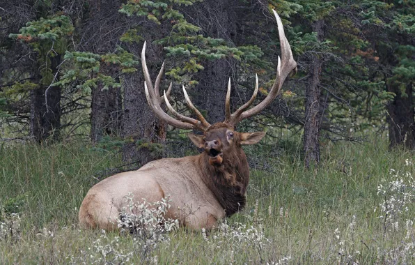 Picture horns, grass, forest, deer
