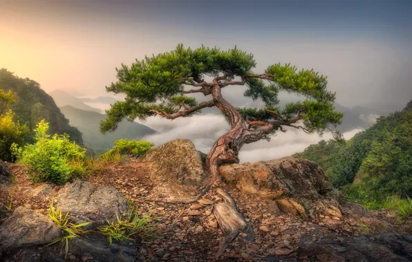 The sky, mountains, roots, fog, stones, tree, rocks, dawn