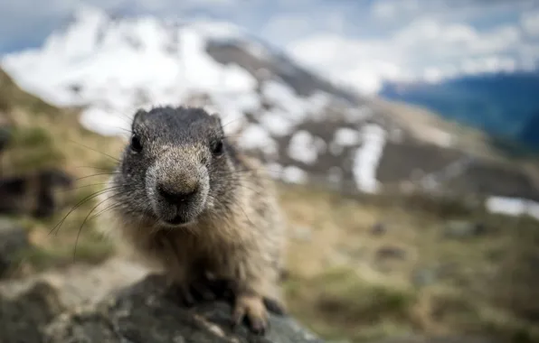Picture face, nature, marmot