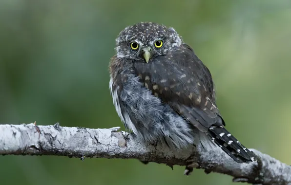 Picture branches, look, background, nature, owl, bird, owl