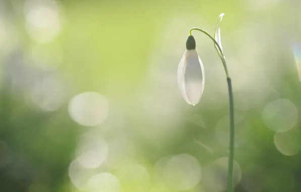 White, flower, light, background, spring, Bud, snowdrop, bokeh