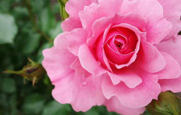 Flower, leaves, drops, macro, flowers, pink, rose, petals