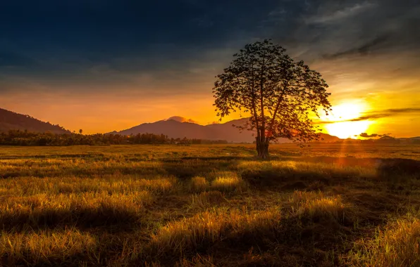 Picture grass, sunset, nature, tree, hills