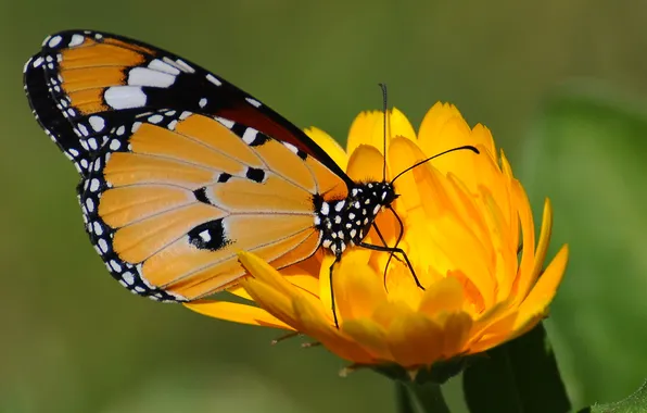 Flower, yellow, butterfly, green background