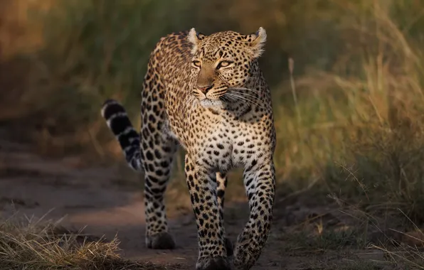 Cat, grass, look, the sun, leopard