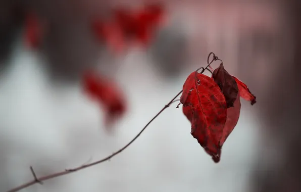 Leaves, branches, nature