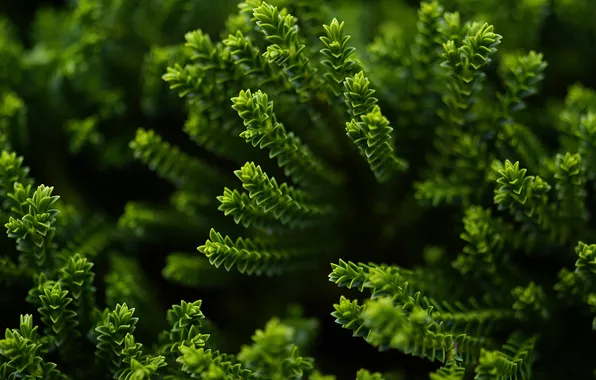 Greens, macro, plant