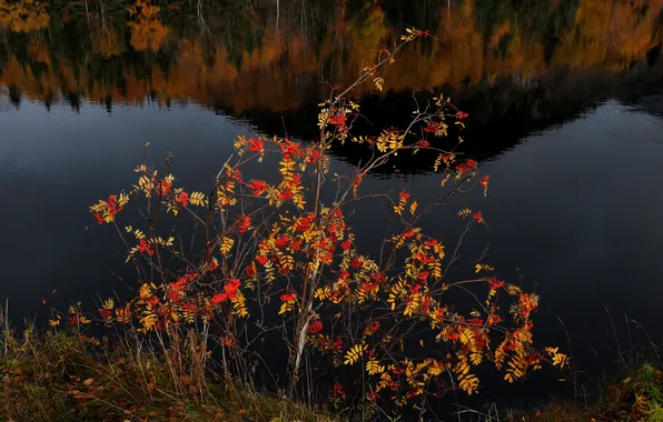 Autumn, lake, reflection, berries, tree