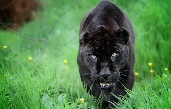 Face, predator, Panther, Jaguar, wild cat