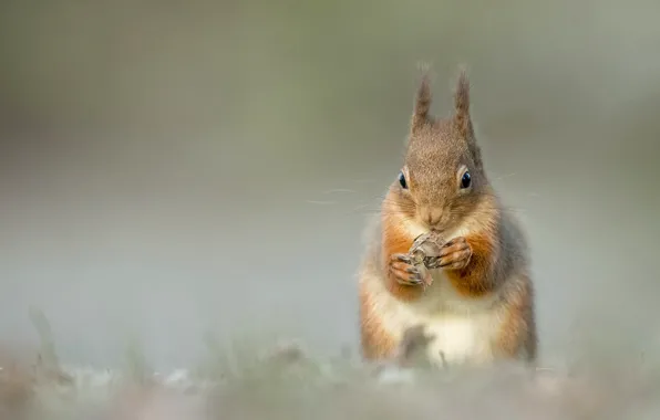 Protein, red, bumps, bokeh