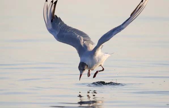 Seagull, over the water, wingspan