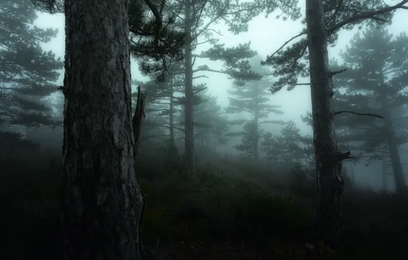 Greens, forest, trees, fog, France, moss, Nikon, haze