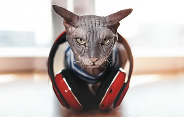 Picture cat, music, headphones