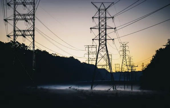 Picture night, nature, fog, power lines