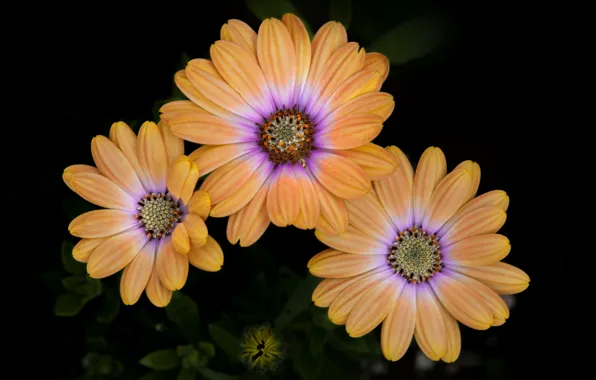 Nature, background, petals, Osteospermum
