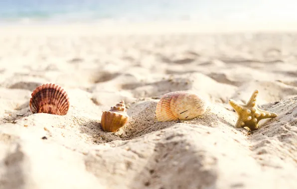 Sand, sea, beach, summer, star, shell, summer, beach