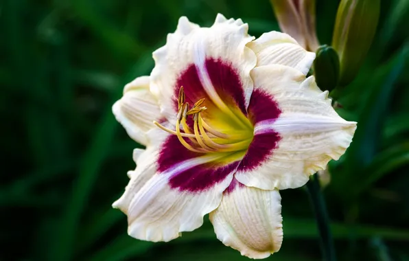 Flower, macro, the dark background, Lily, daylilies, white with red