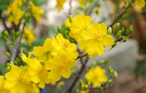 Yellow, blossom, flowers, Macro