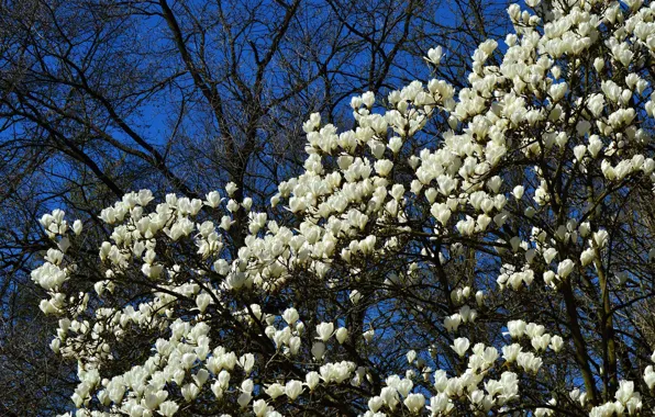 Picture tree, flowering, flowers, Magnolia
