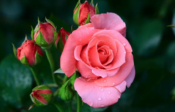 Drops, macro, background, pink, rose, petals, buds